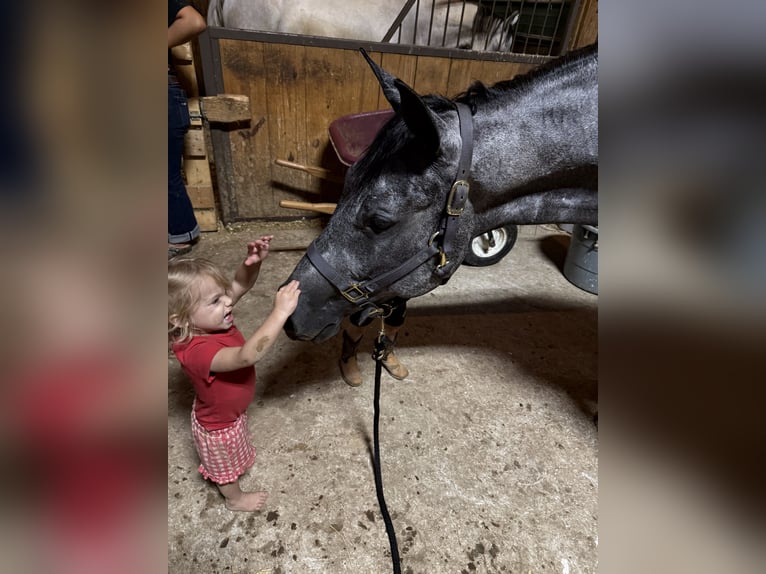 American Quarter Horse Castrone 4 Anni Grigio in Avoca