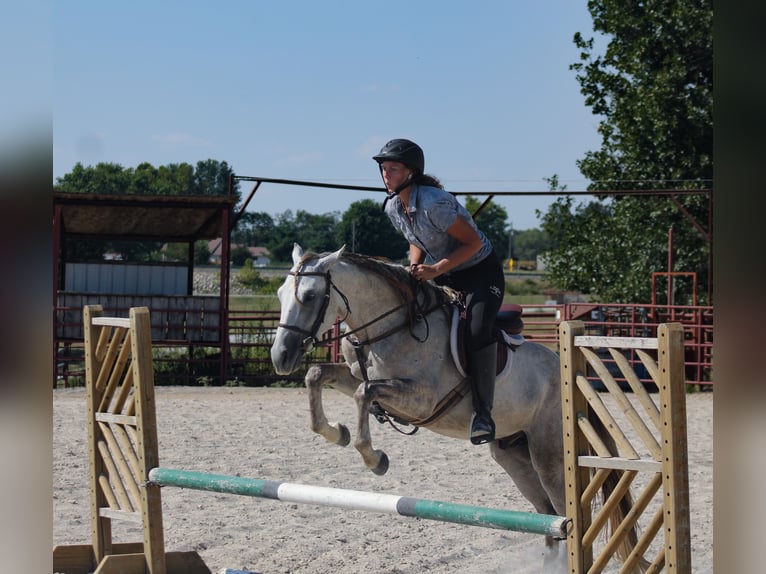 American Quarter Horse Castrone 4 Anni Grigio in Baxter Springs