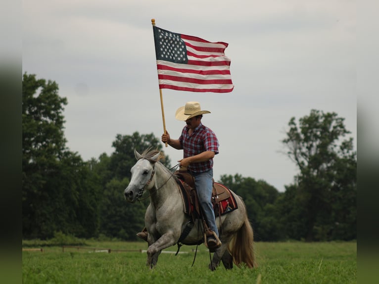American Quarter Horse Castrone 4 Anni Grigio in Baxter Springs