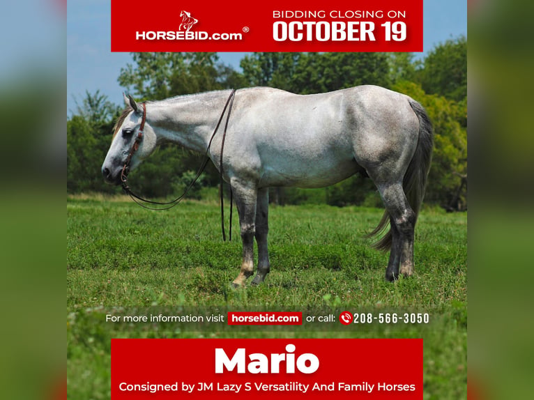 American Quarter Horse Castrone 4 Anni Grigio in Baxter Springs