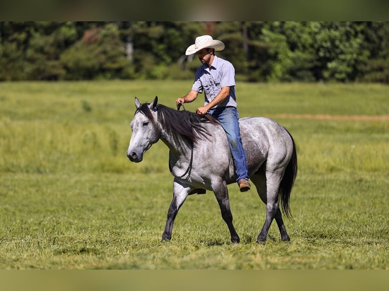 American Quarter Horse Castrone 4 Anni Grigio in Lyles