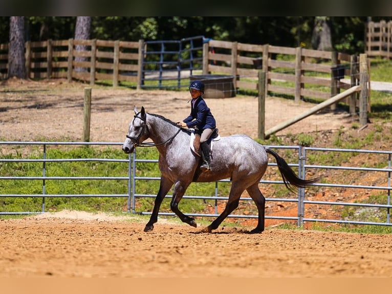 American Quarter Horse Castrone 4 Anni Grigio in Lyles