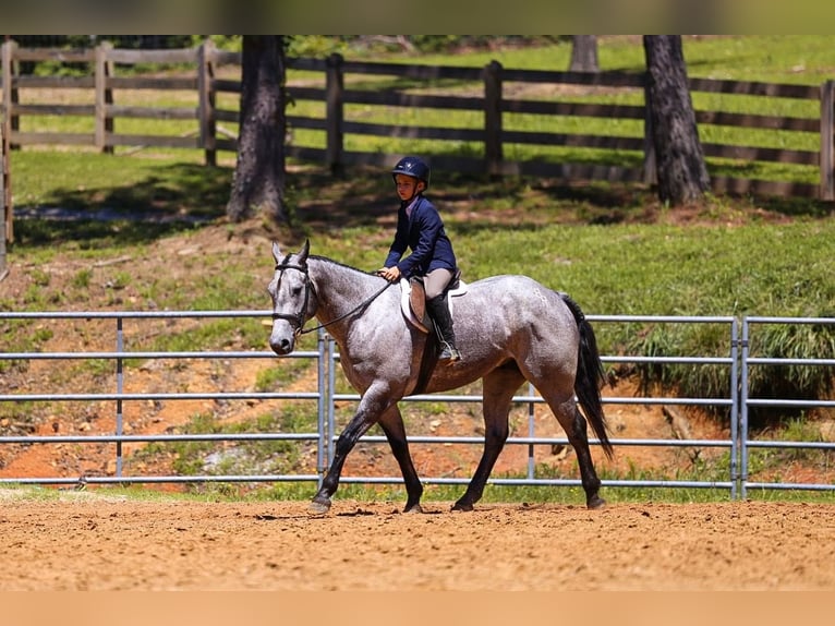 American Quarter Horse Castrone 4 Anni Grigio in Lyles