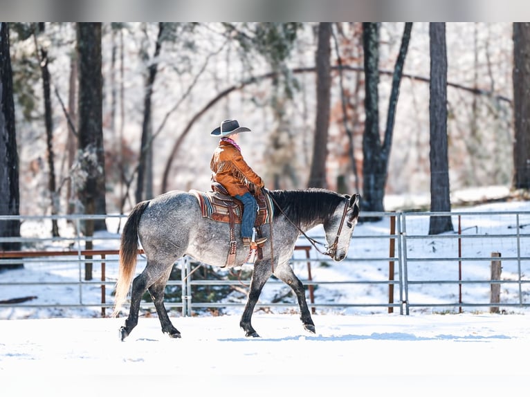 American Quarter Horse Castrone 4 Anni Grigio in Lyles