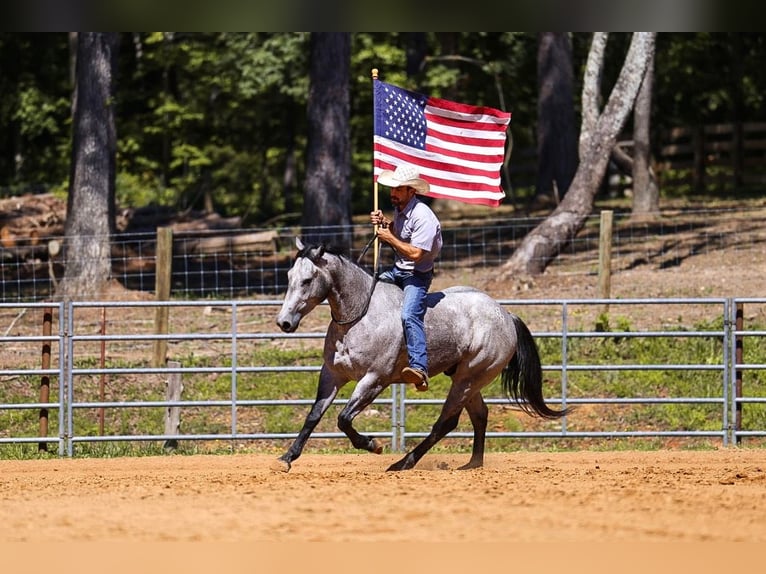 American Quarter Horse Castrone 4 Anni Grigio in Lyles