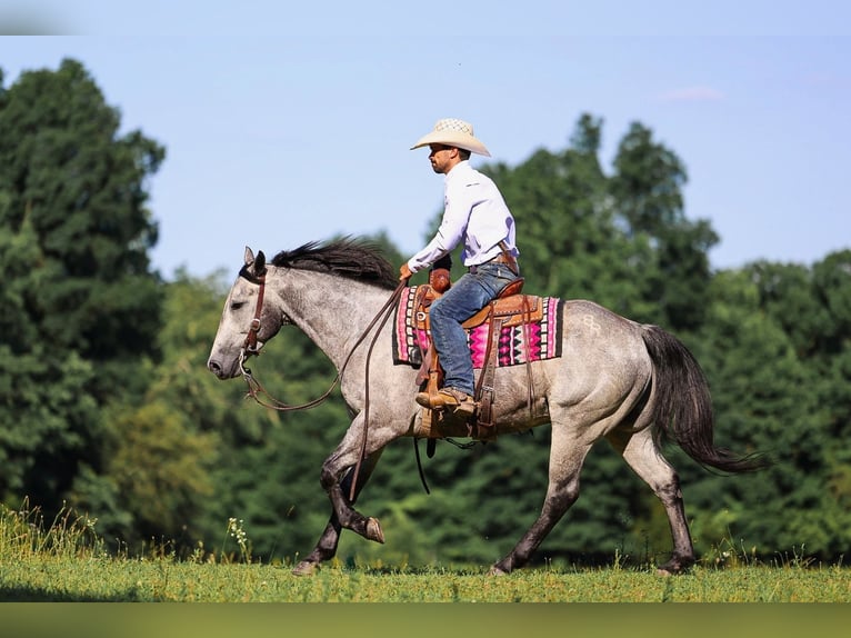 American Quarter Horse Castrone 4 Anni Grigio in Lyles