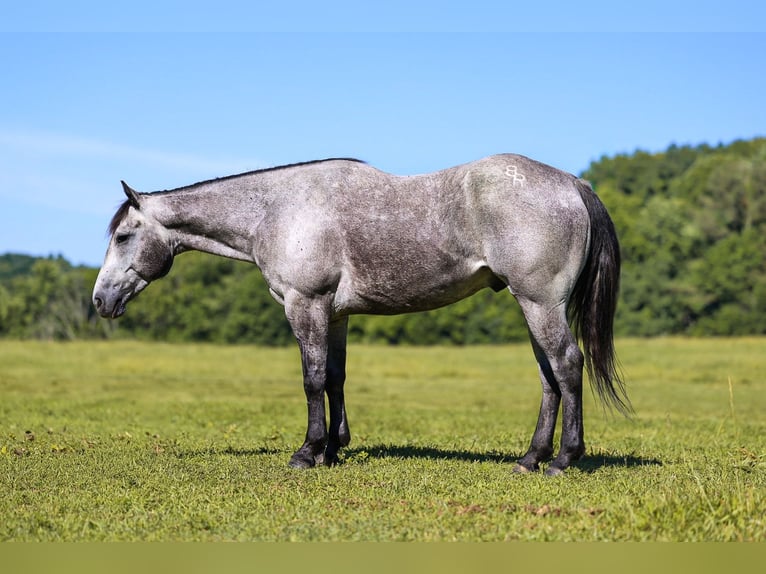 American Quarter Horse Castrone 4 Anni Grigio in Lyles