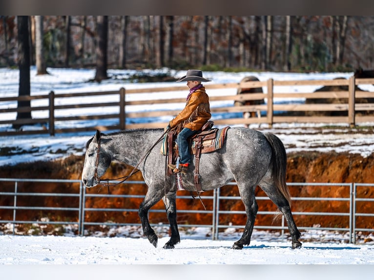 American Quarter Horse Castrone 4 Anni Grigio in Lyles