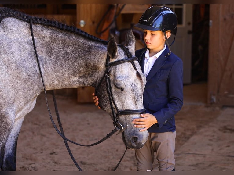 American Quarter Horse Castrone 4 Anni Grigio in Lyles