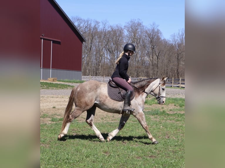 American Quarter Horse Castrone 4 Anni Grigio in Howell