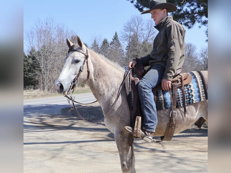 American Quarter Horse Castrone 4 Anni Grigio in Howell
