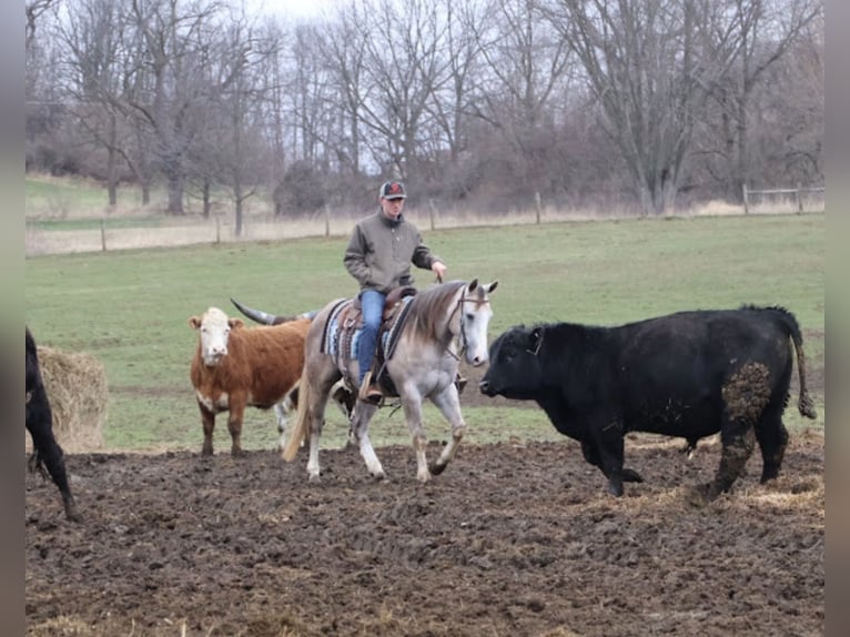 American Quarter Horse Castrone 4 Anni Grigio in Howell