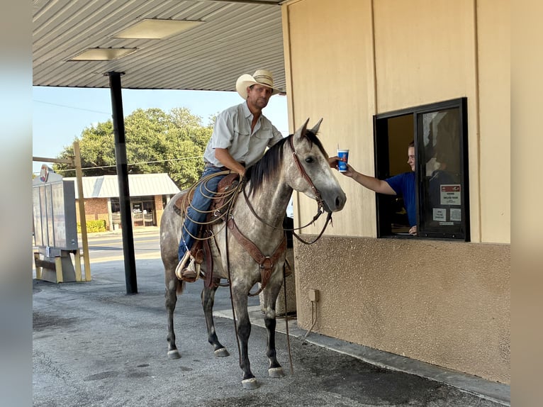 American Quarter Horse Castrone 4 Anni Grigio in Gorman