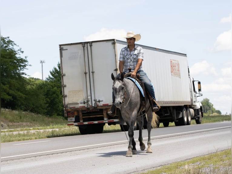 American Quarter Horse Castrone 4 Anni Grigio in Henderson