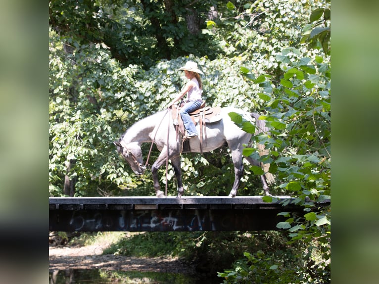 American Quarter Horse Castrone 4 Anni Grigio in Henderson