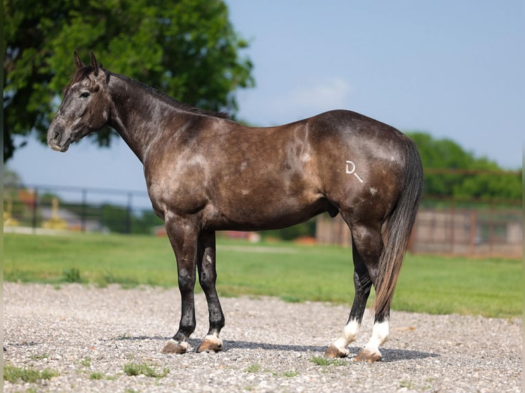 American Quarter Horse Castrone 4 Anni Grigio in Ripley