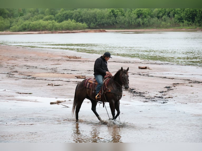 American Quarter Horse Castrone 4 Anni Grigio in Ripley