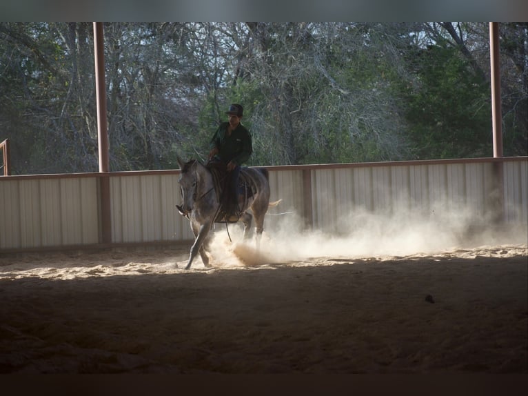 American Quarter Horse Castrone 4 Anni Grigio in Sulphur Springs