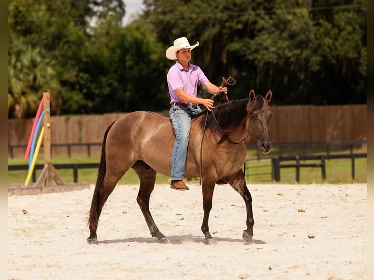 American Quarter Horse Mix Castrone 4 Anni Grullo in Ocala