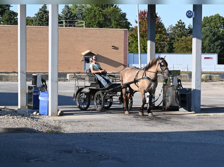 American Quarter Horse Castrone 4 Anni Grullo in Shipshewanan IN