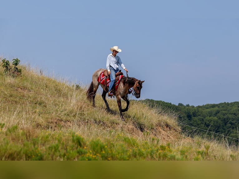 American Quarter Horse Castrone 4 Anni Grullo in Quitman