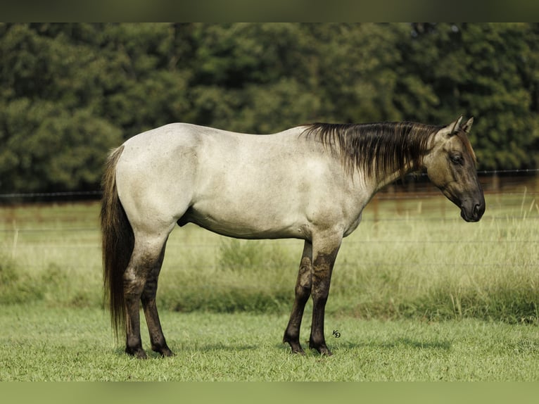 American Quarter Horse Castrone 4 Anni Grullo in Quitman