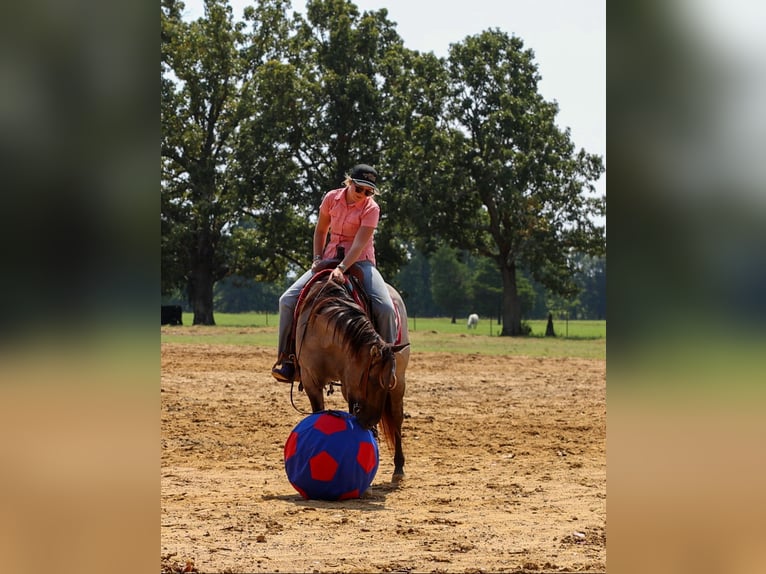 American Quarter Horse Castrone 4 Anni Grullo in Quitman