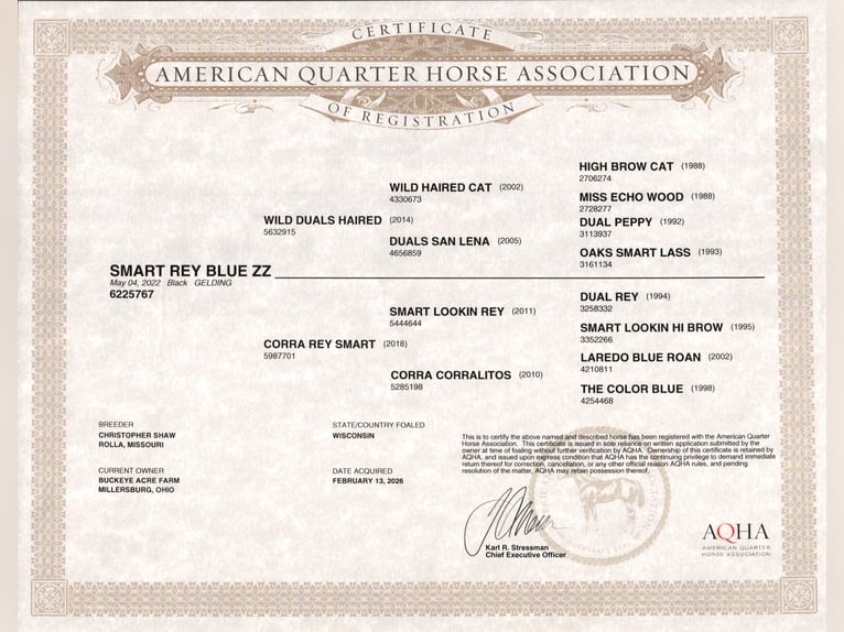 American Quarter Horse Castrone 4 Anni Morello in Millersburg