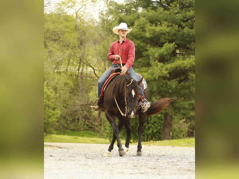 American Quarter Horse Castrone 4 Anni Morello in Millersburg