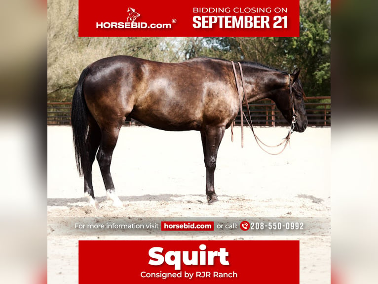 American Quarter Horse Castrone 4 Anni Morello in New Plymouth