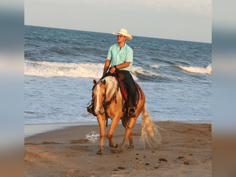 American Quarter Horse Castrone 4 Anni Palomino in Millersburg