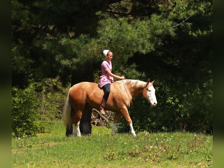 American Quarter Horse Castrone 4 Anni Palomino in Millersburg