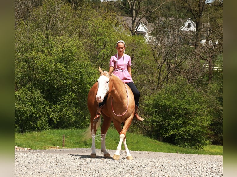 American Quarter Horse Castrone 4 Anni Palomino in Millersburg