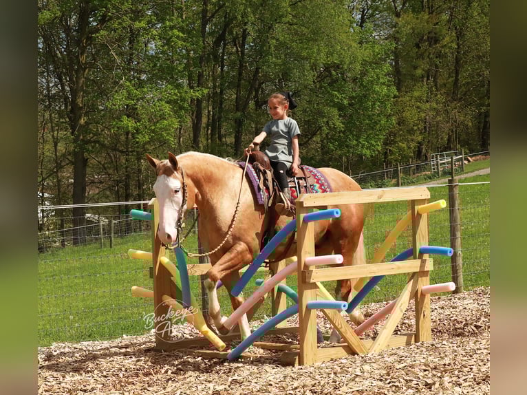 American Quarter Horse Castrone 4 Anni Palomino in Millersburg