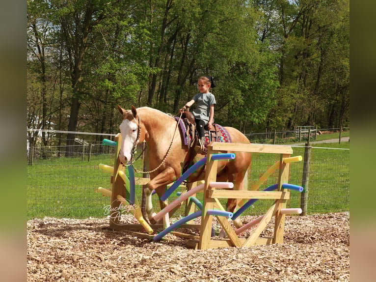 American Quarter Horse Castrone 4 Anni Palomino in Millersburg
