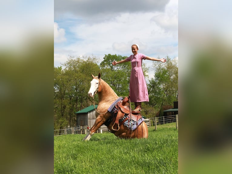 American Quarter Horse Castrone 4 Anni Palomino in Millersburg