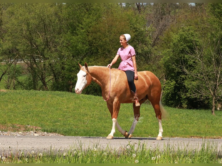 American Quarter Horse Castrone 4 Anni Palomino in Millersburg