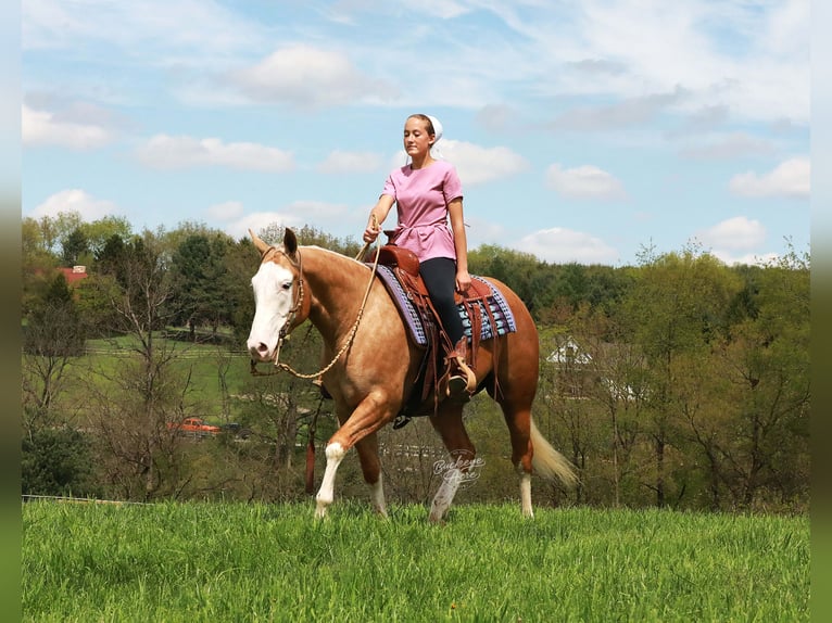 American Quarter Horse Castrone 4 Anni Palomino in Millersburg