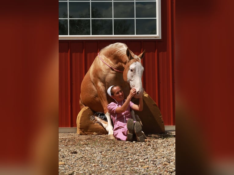 American Quarter Horse Castrone 4 Anni Palomino in Millersburg