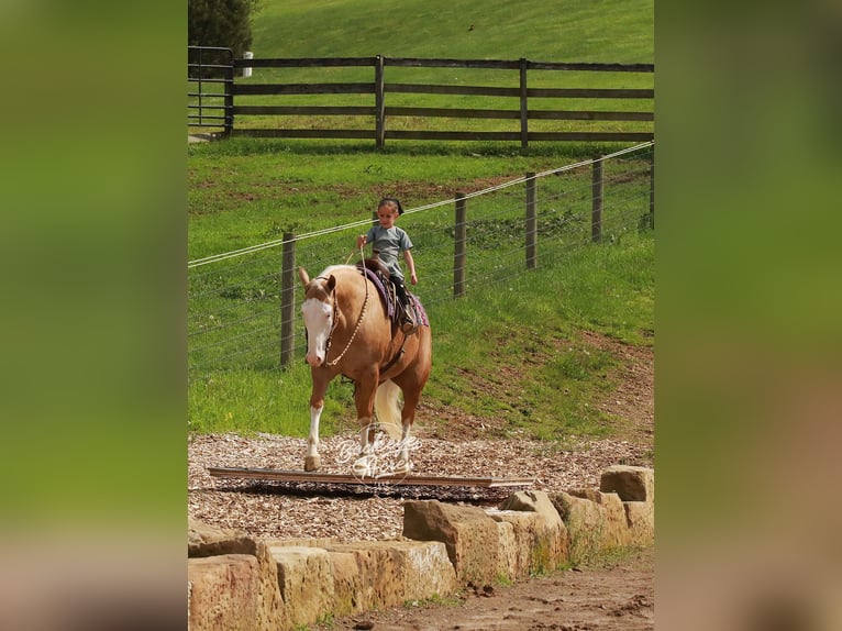 American Quarter Horse Castrone 4 Anni Palomino in Millersburg
