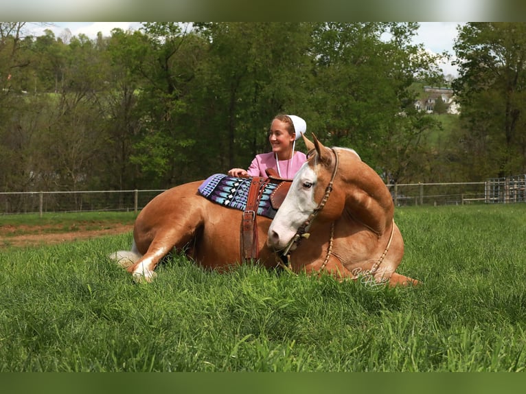 American Quarter Horse Castrone 4 Anni Palomino in Millersburg