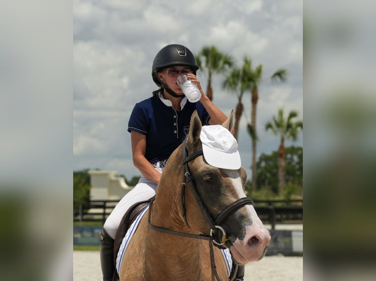 American Quarter Horse Castrone 4 Anni Palomino in Ocala