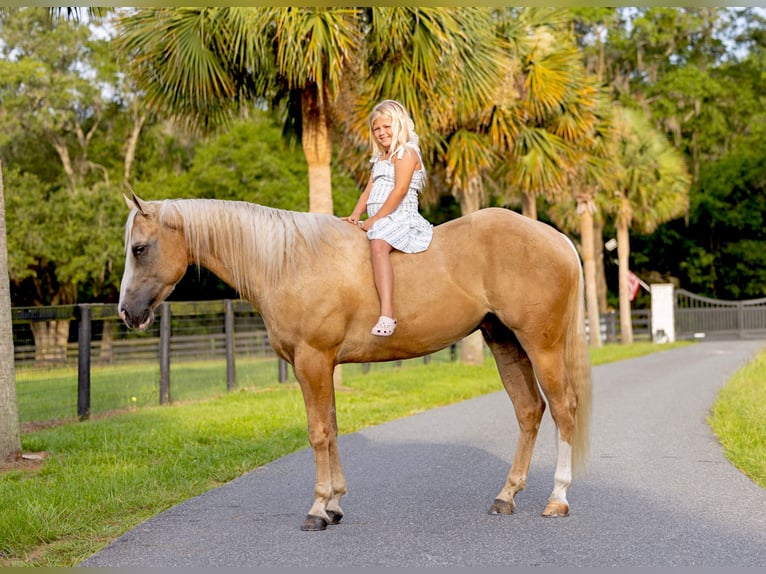 American Quarter Horse Castrone 4 Anni Palomino in Ocala