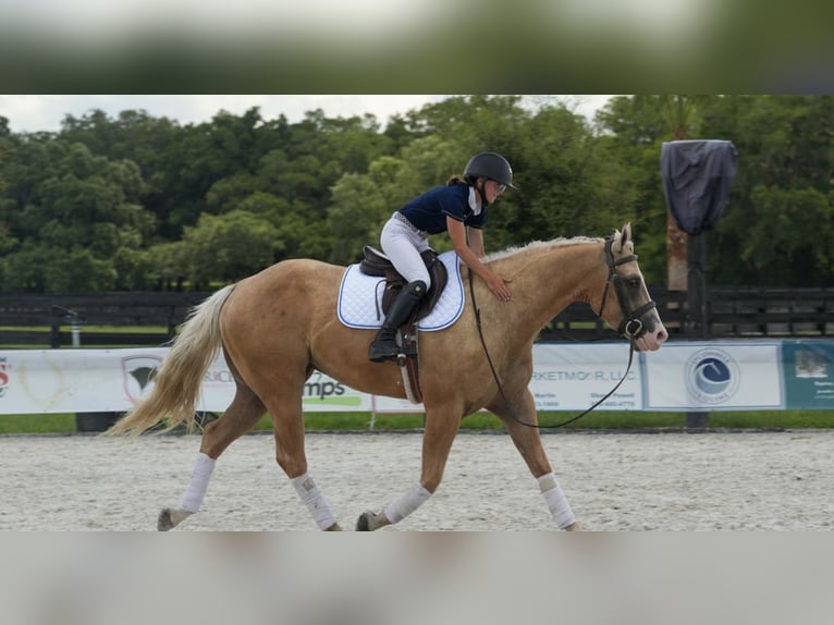 American Quarter Horse Castrone 4 Anni Palomino in Ocala