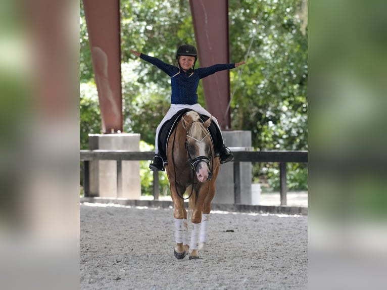 American Quarter Horse Castrone 4 Anni Palomino in Ocala