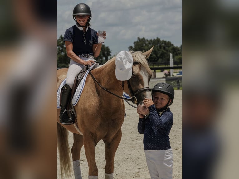 American Quarter Horse Castrone 4 Anni Palomino in Ocala