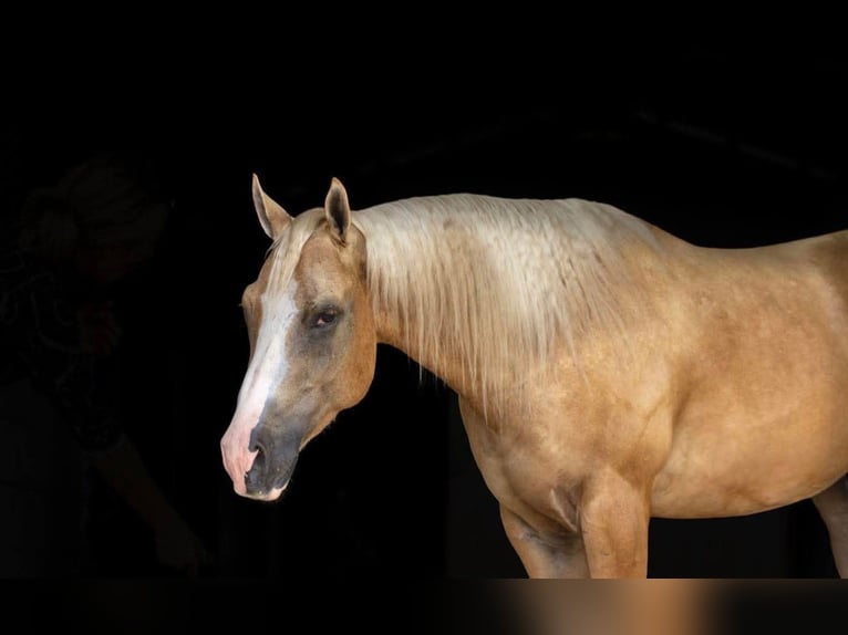 American Quarter Horse Castrone 4 Anni Palomino in Ocala