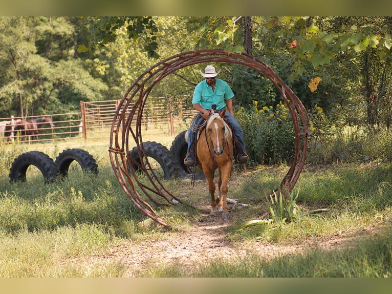 American Quarter Horse Castrone 4 Anni Palomino in Independence