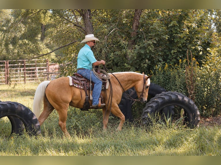 American Quarter Horse Castrone 4 Anni Palomino in Independence