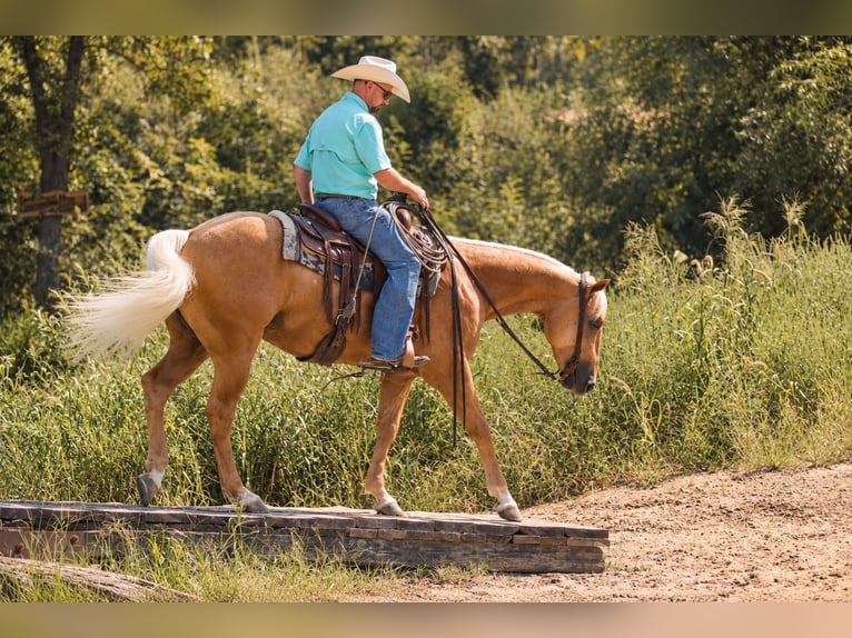 American Quarter Horse Castrone 4 Anni Palomino in Independence